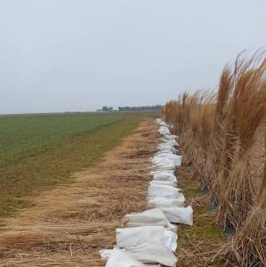 Field experimental design - harvest