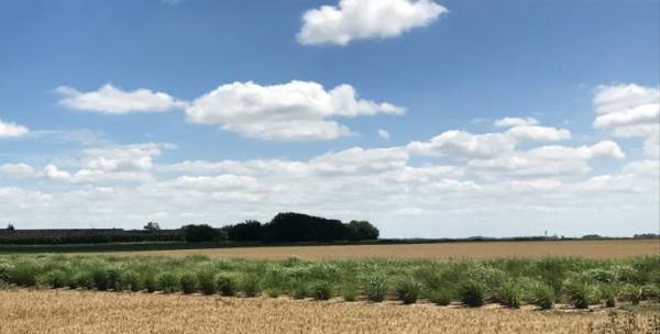 Field experimental design